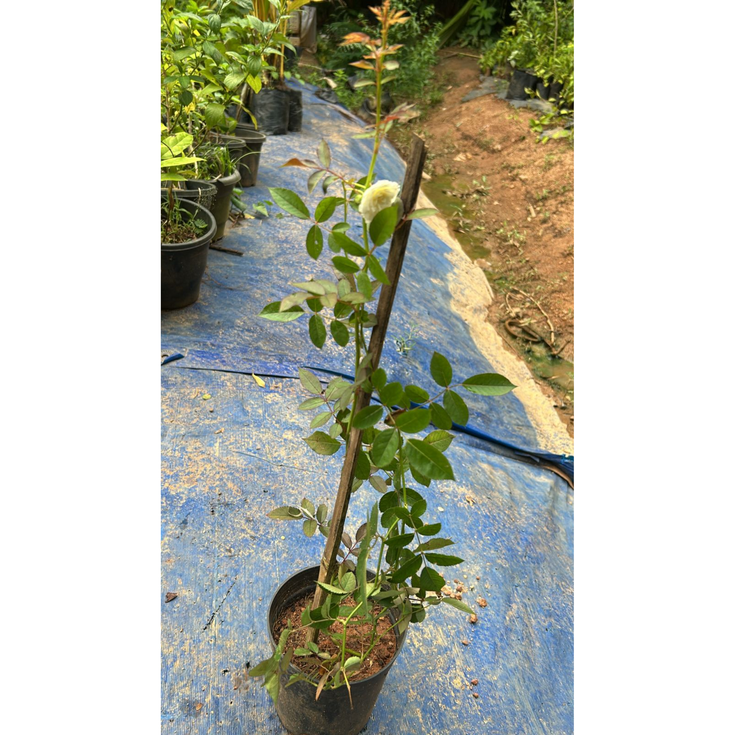 Red, White & Pink Creeper/ Climbing Rose Combo Live Plant