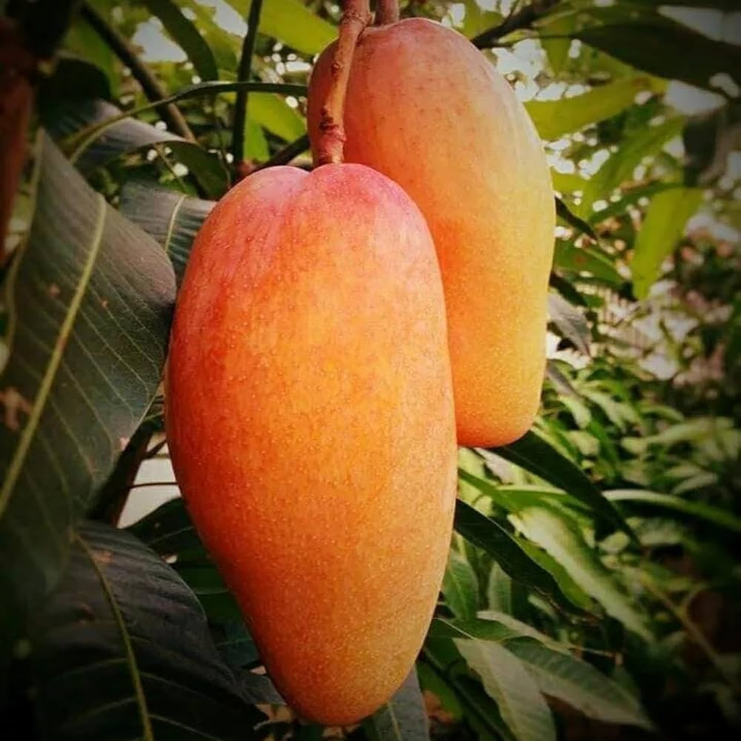 Xishi Mango Grafted Live Plant – Rare Exotic Mango Variety