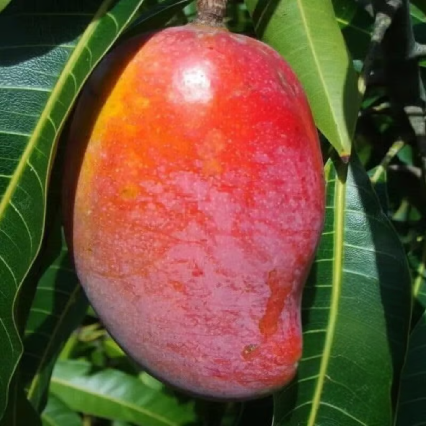 Xishi Mango Grafted Live Plant – Rare Exotic Mango Variety