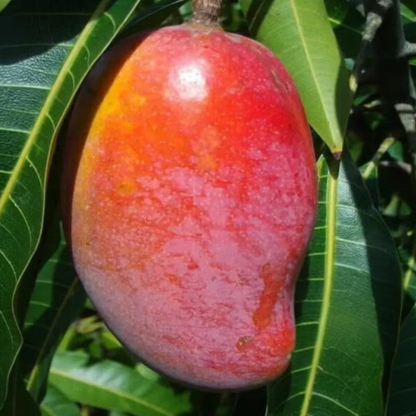 Xishi Mango Grafted Live Plant – Rare Exotic Mango Variety