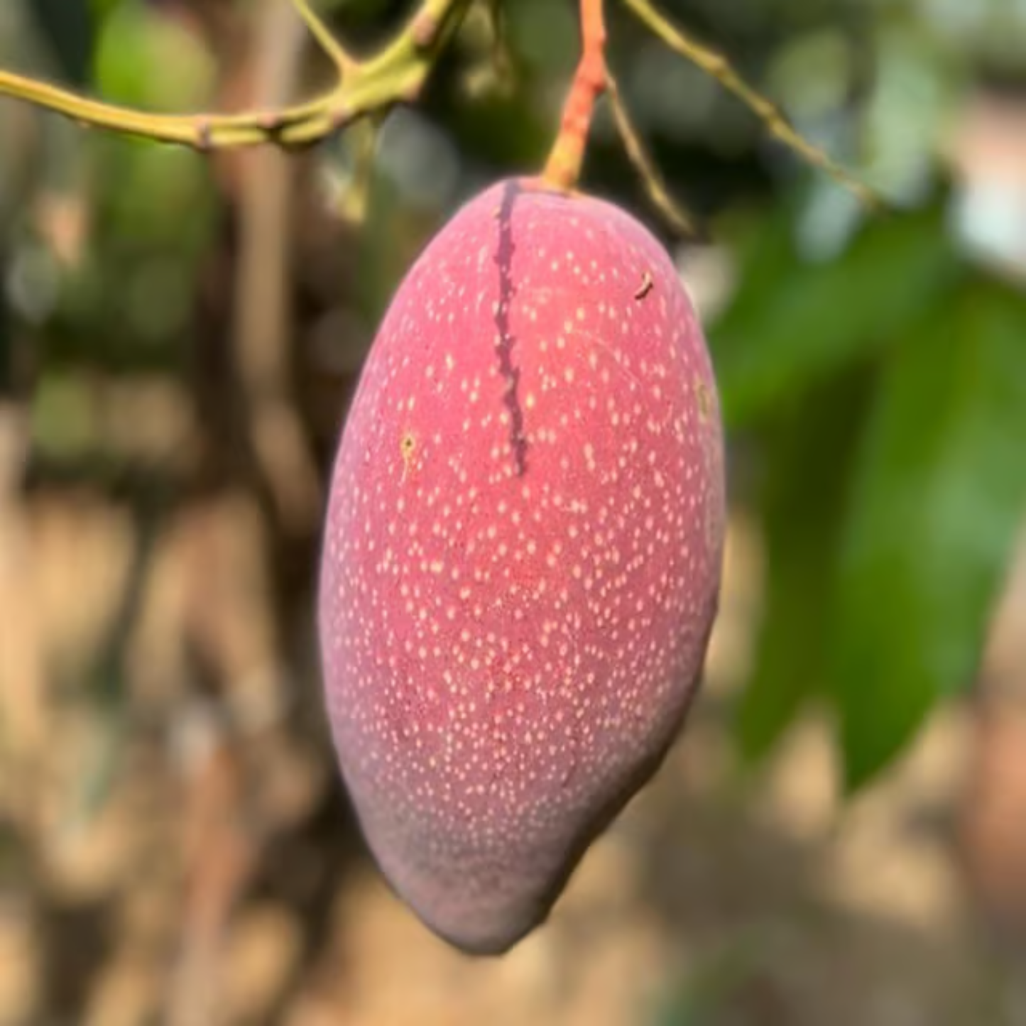 Xishi Mango Grafted Live Plant – Rare Exotic Mango Variety