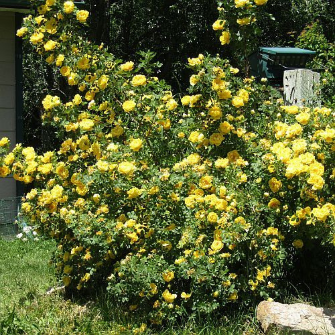 Yellow Clumbing Roses Buy Yellow Climber Rose Plant Online | Rare Fragrant Climbing Rose ...