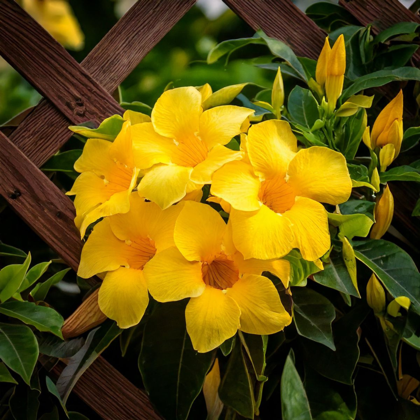 Yellow Mandevilla Flowering Live Plant