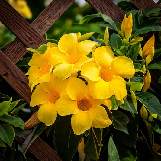 Yellow Mandevilla Flowering Live Plant