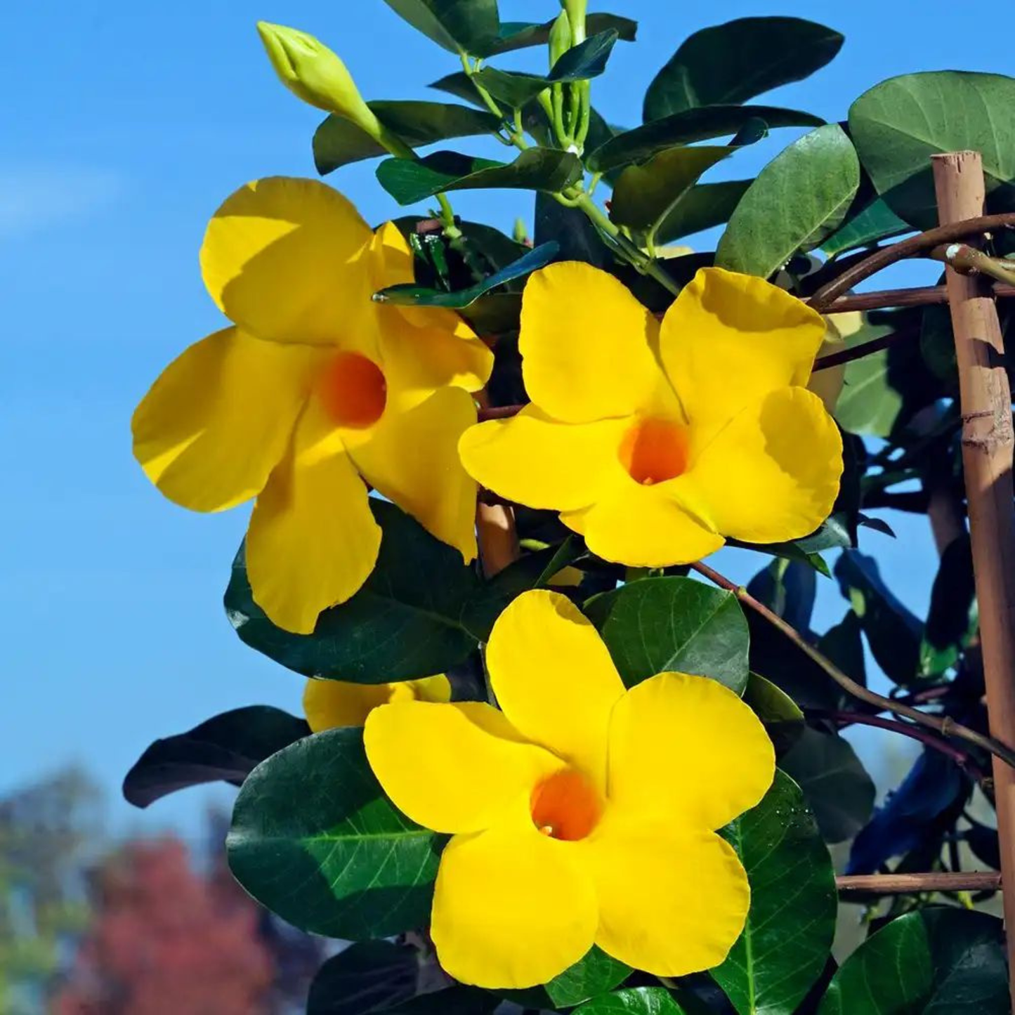 Yellow Mandevilla Flowering Live Plant