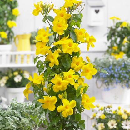 Yellow Mandevilla Flowering Live Plant