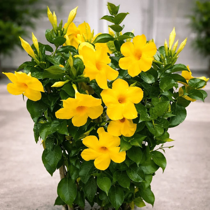 Yellow Mandevilla Flowering Live Plant