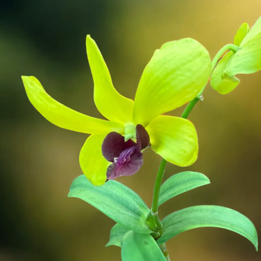 Yellow & Maroon Dendrobium Orchid – Exotic Live Orchid Plant