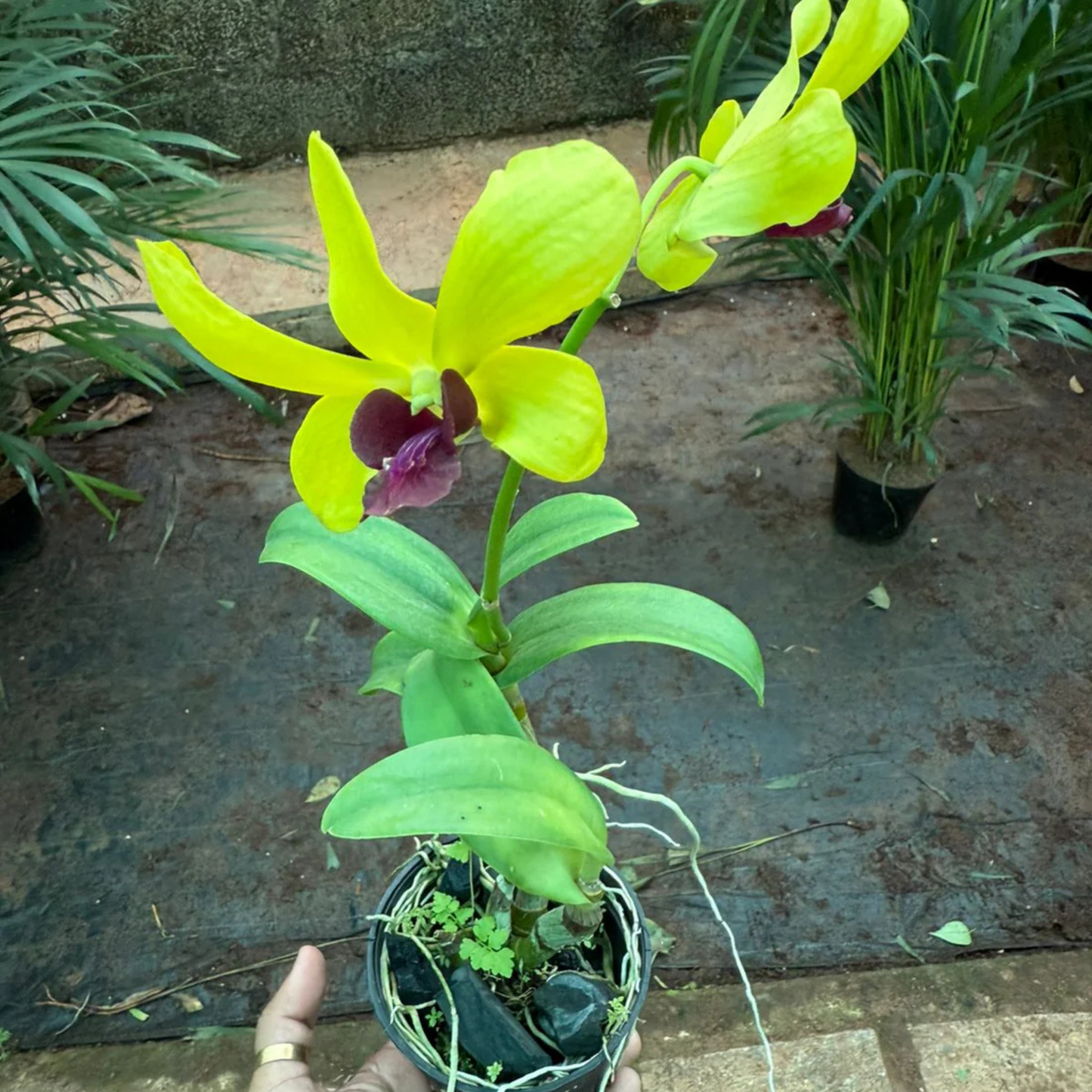 Yellow & Maroon Dendrobium Orchid – Exotic Live Orchid Plant