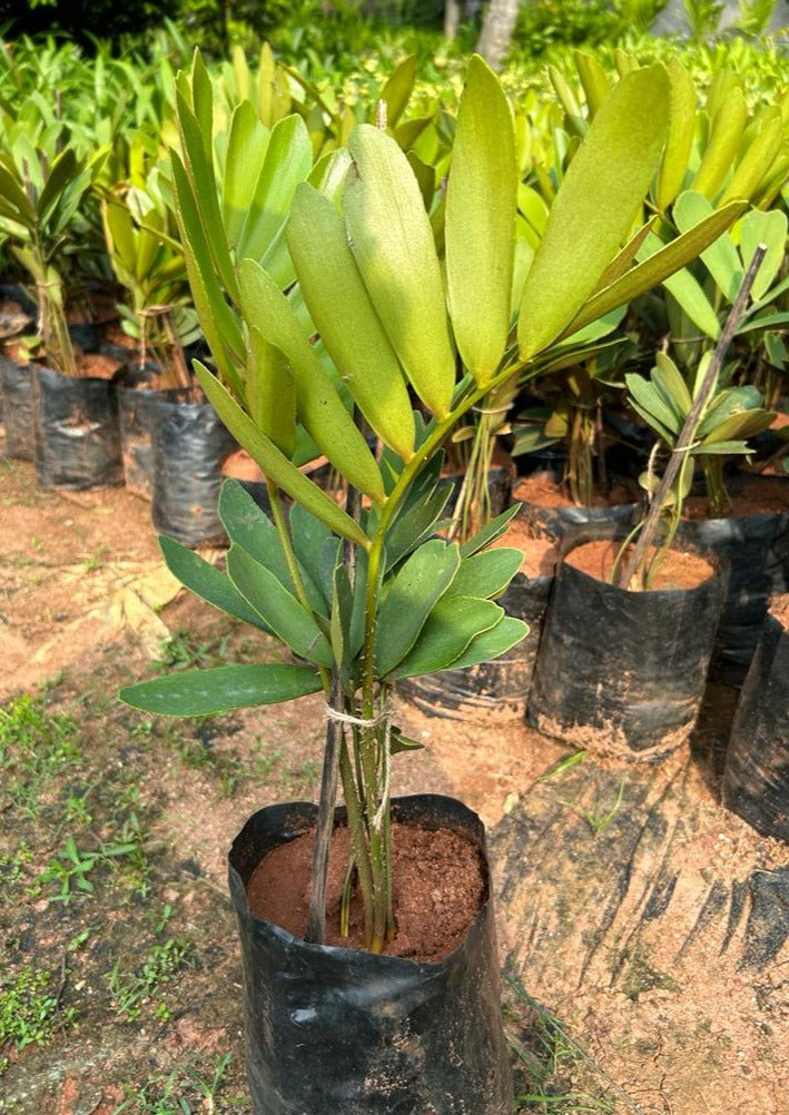 Cardboard Palm (Zamia furfuracea) Ornamental Live Plant