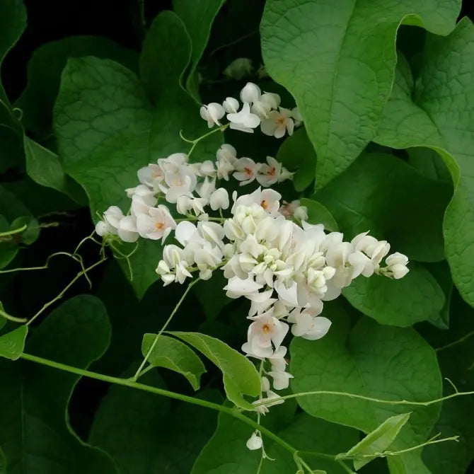 White Coral Vine (Antigonon leptopus 'Alba') Rare All Time Flowering Live Plant