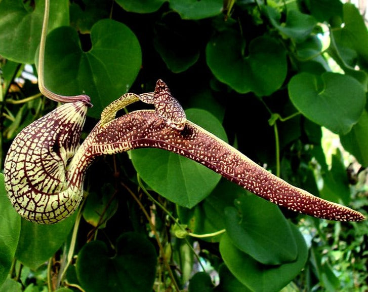 Aristolochia Ringens Flowering Live Plant