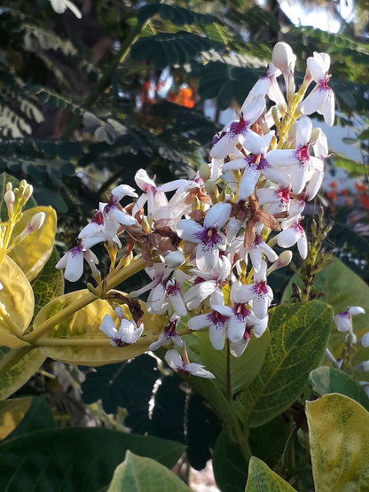 Pseuderanthemum Maculatum (Green Leaf) Flowering Live Plant