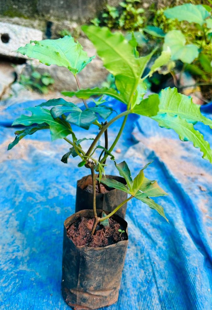 Cardinal Creeper (Ipomoea Horsfalliae) Grafted Live Plant