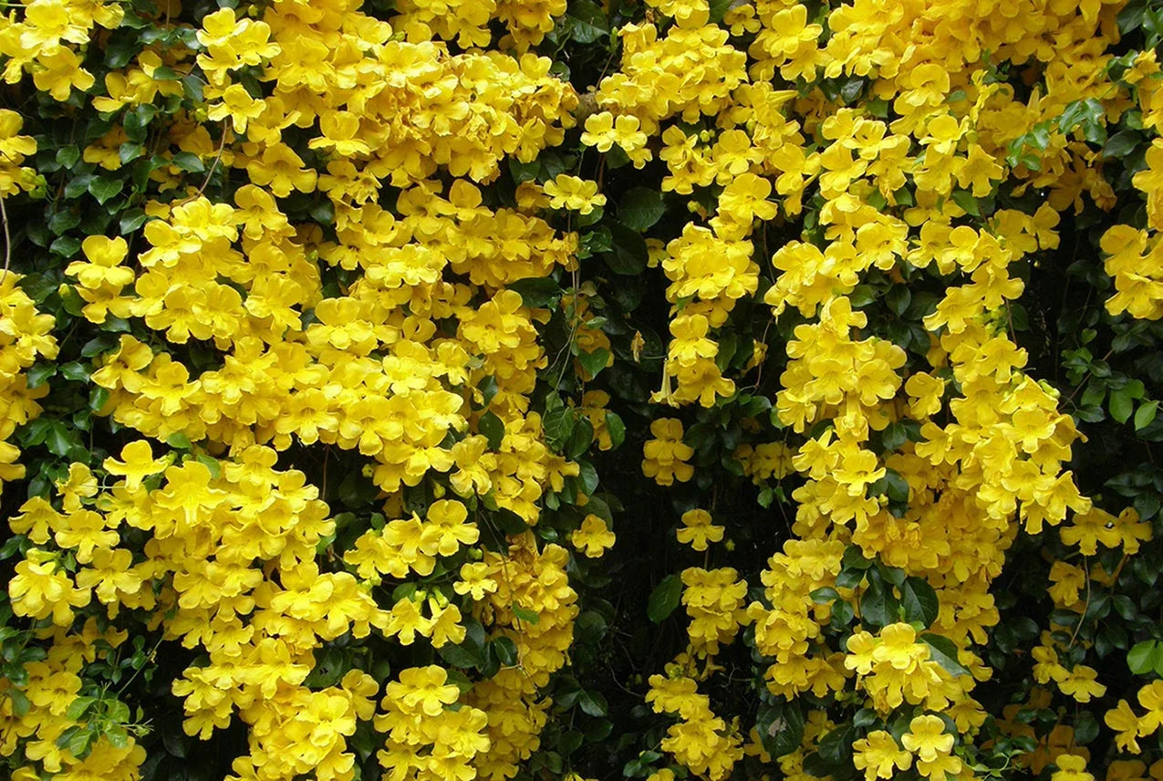 Cat's Claw Climbing and Creeping Flowering Plant