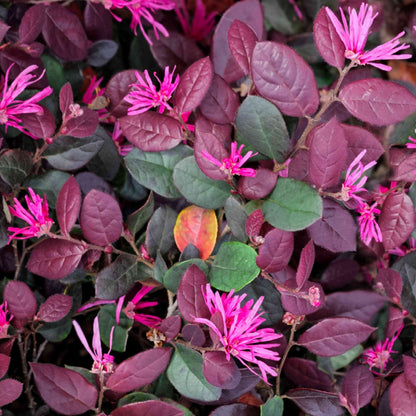 Loropetalum Chinese Fringe All Time Flowering Live Plant