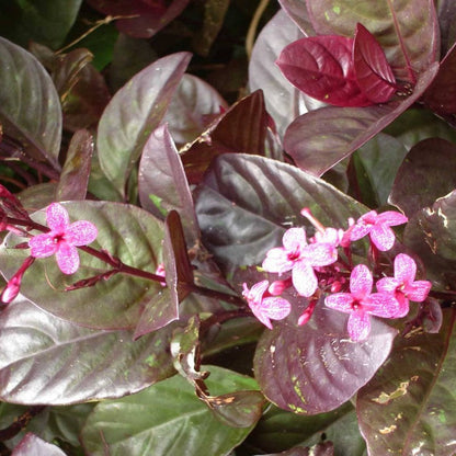 Pseuderanthemum Maculatum (Red Leaf) Flowering Live Plant