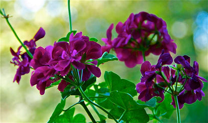 Geranium Ivy Purple Creeper/Climber Flowering Live Plant