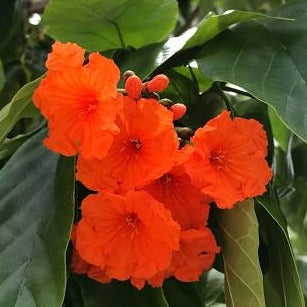 Geiger Tree (Cordia Sebestena) Layered Live Plant