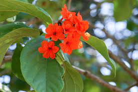 Geiger Tree (Cordia Sebestena) Layered Live Plant