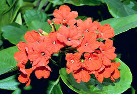 Geiger Tree (Cordia Sebestena) Layered Live Plant