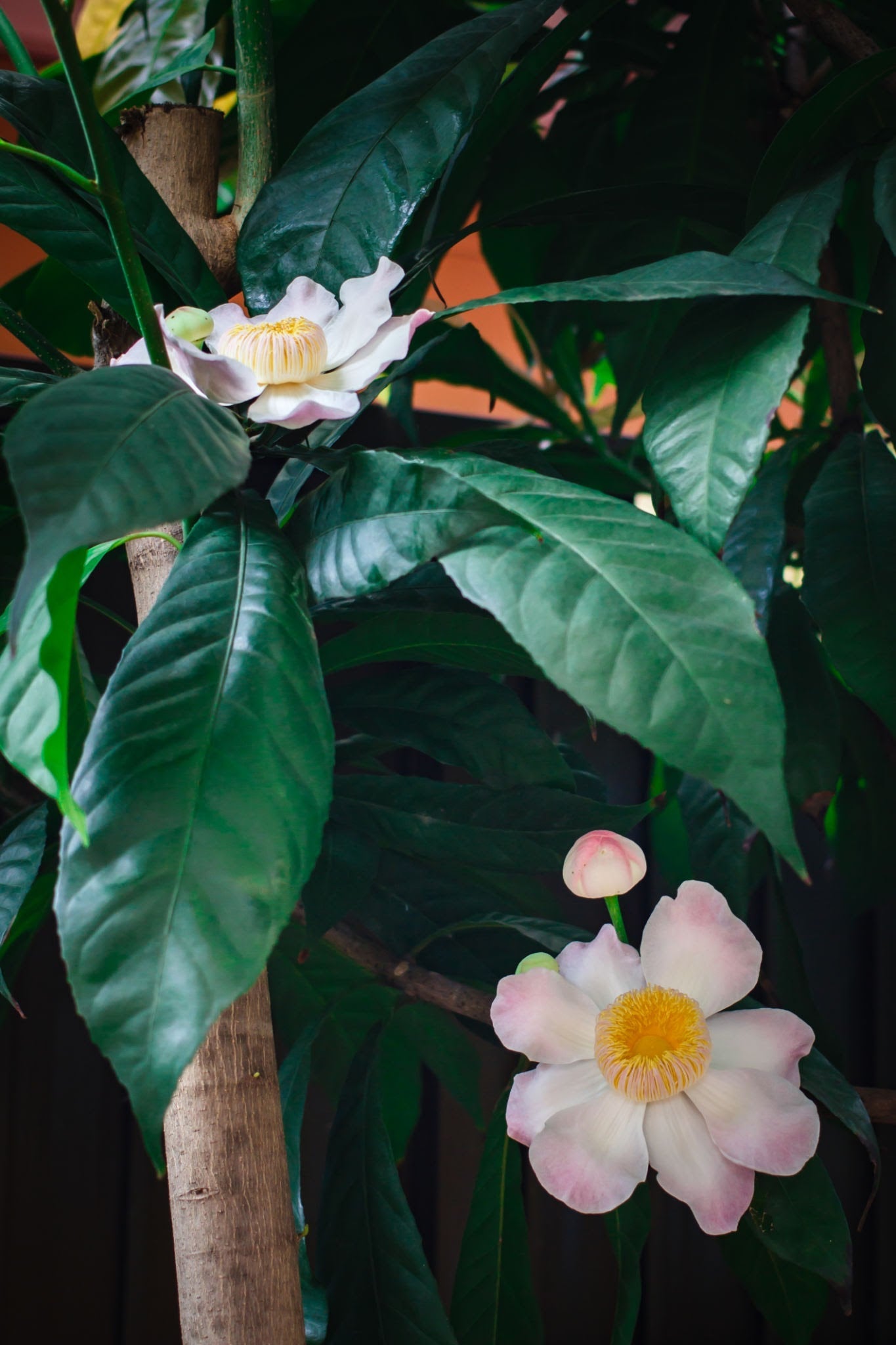 Heaven Lotus (Gustavia Gracillima) Live Plant
