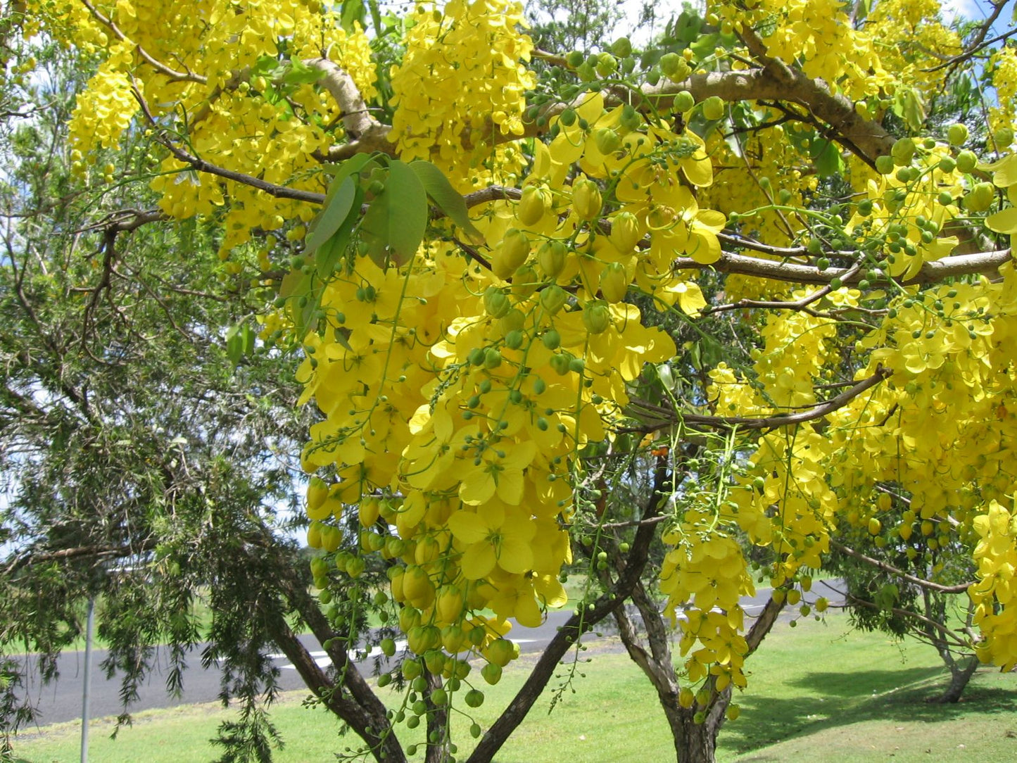 Canadian Konna, Golden Shower Tree, Amaltas Live Plant