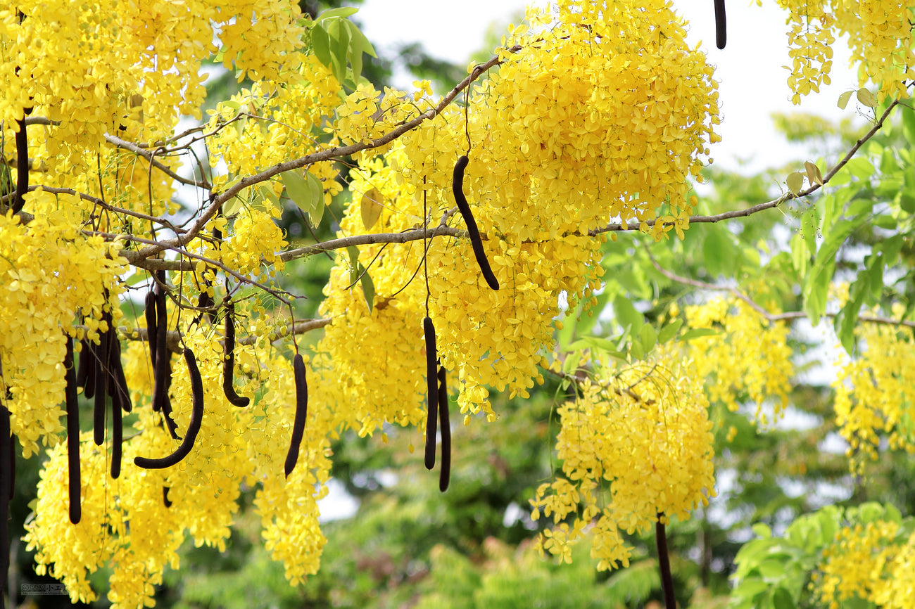 Canadian Konna, Golden Shower Tree, Amaltas Live Plant