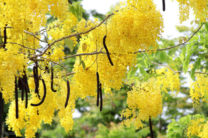 Canadian Konna, Golden Shower Tree, Amaltas Live Plant