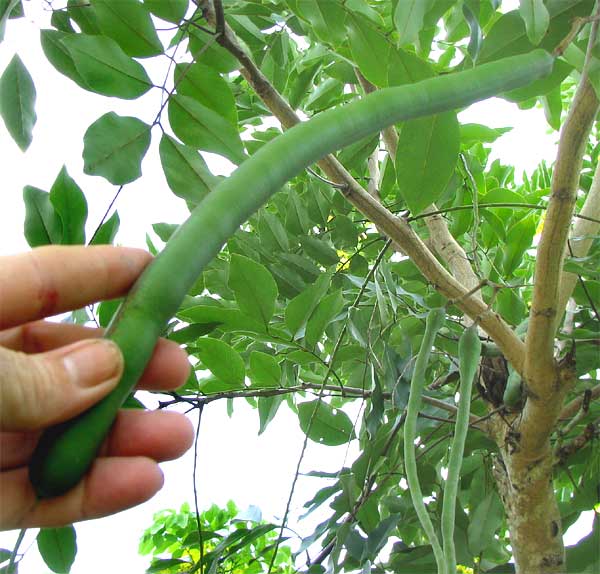 Canadian Konna, Golden Shower Tree, Amaltas Live Plant