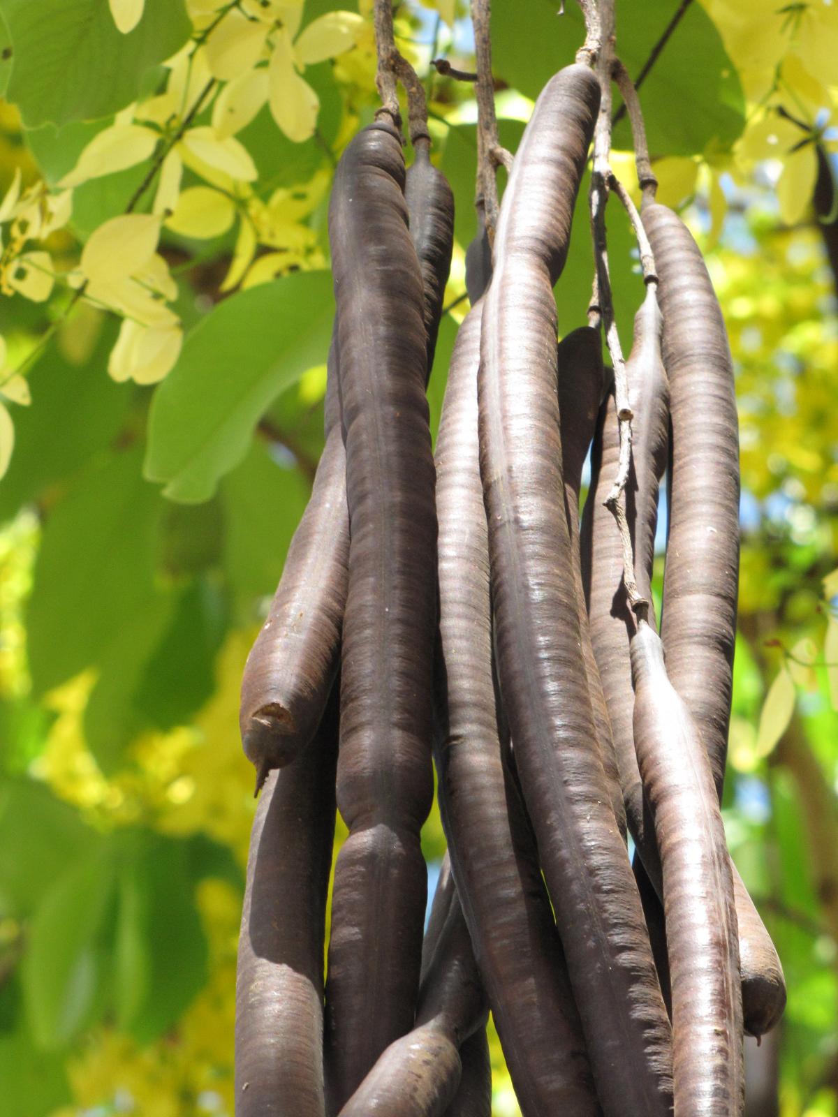 Canadian Konna, Golden Shower Tree, Amaltas Live Plant