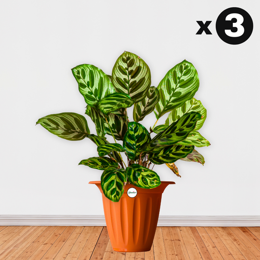 UV Treated Hat Planter/Pot - Terracotta Colour