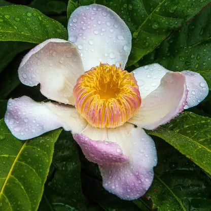 Heaven Lotus (Gustavia Gracillima) Live Plant