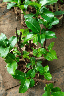 rubber vine tree Rubber Vine (Cryptostegia Grandiflora) Grafted Live Plant – Bloomica