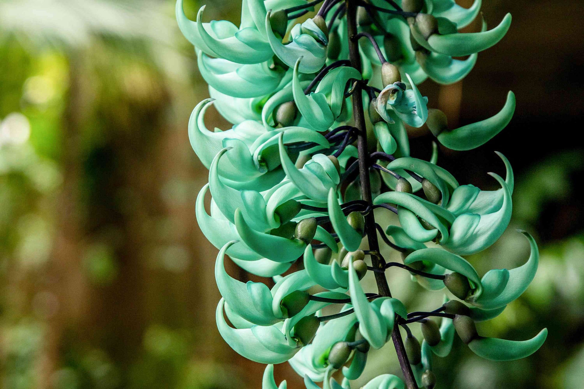 blue jade vine plant for sale Nema/Blue Jade Vine (Strongylodon macrobotrys) Live Plant – Bloomica