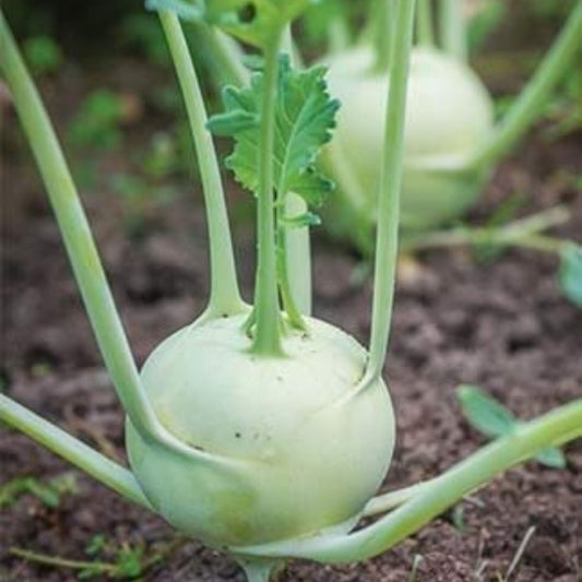 Organic Knol Khol Seeds - Open Pollinated