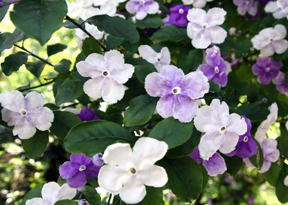 Yesterday Today Tommorrow (Brunfelsia pauciflora) Flowering Live Plant