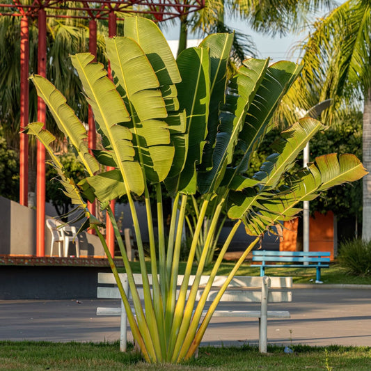 Traveller's Palm Live Plant