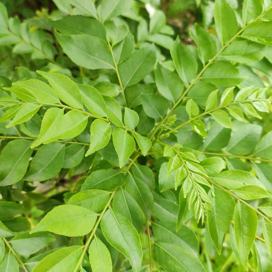 Curry Leaves / Meetha Neem (Murraya koenigii) Spice Plant