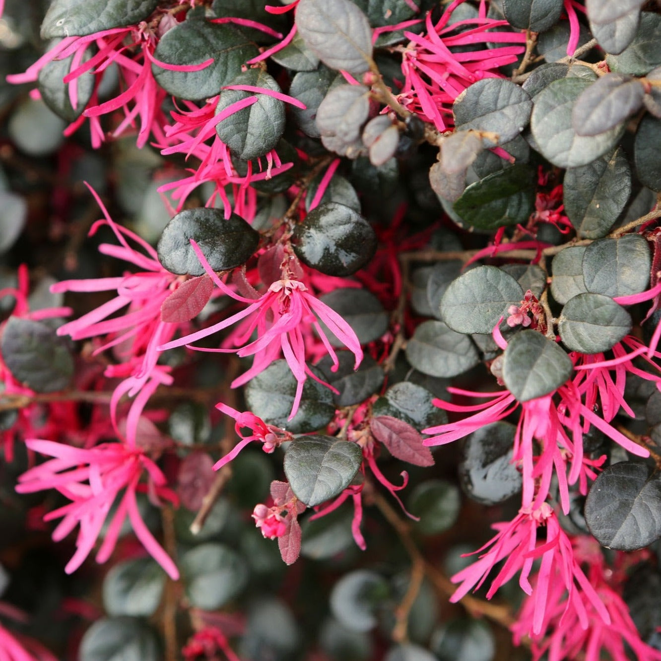 Loropetalum Chinese Fringe All Time Flowering Live Plant
