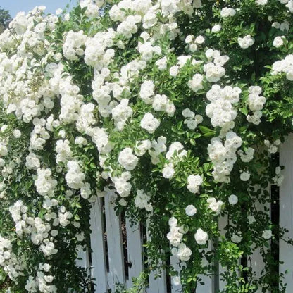 Red, White & Pink Creeper/ Climbing Rose Combo Live Plant