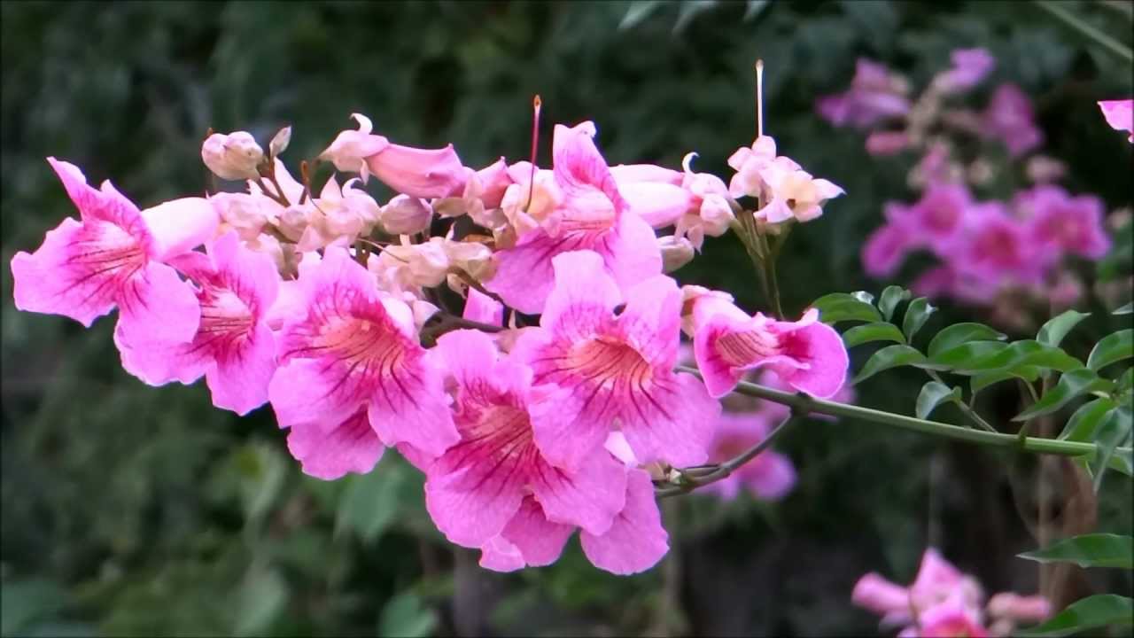 St John's Creeper (Podranea ricasoliana) Flowering Live Plant