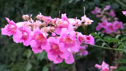 St John's Creeper (Podranea ricasoliana) Flowering Live Plant