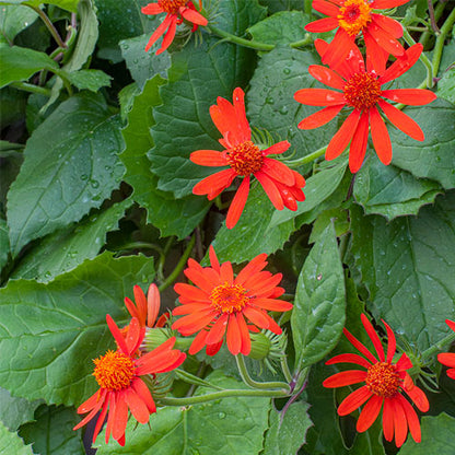 Mexican Flame Vine Flowering Plant