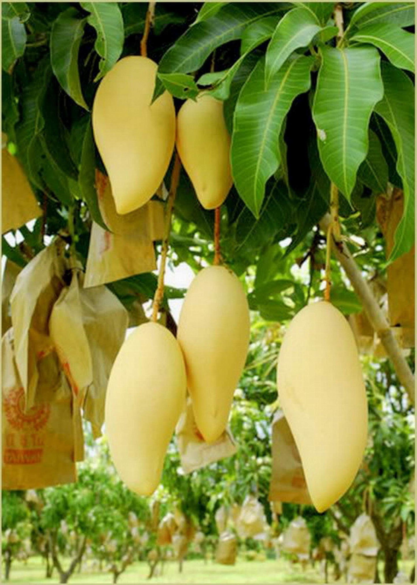Dwarf Nam Doc Mai Mango Grafted Live Plant