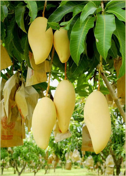 Dwarf Nam Doc Mai Mango Grafted Live Plant