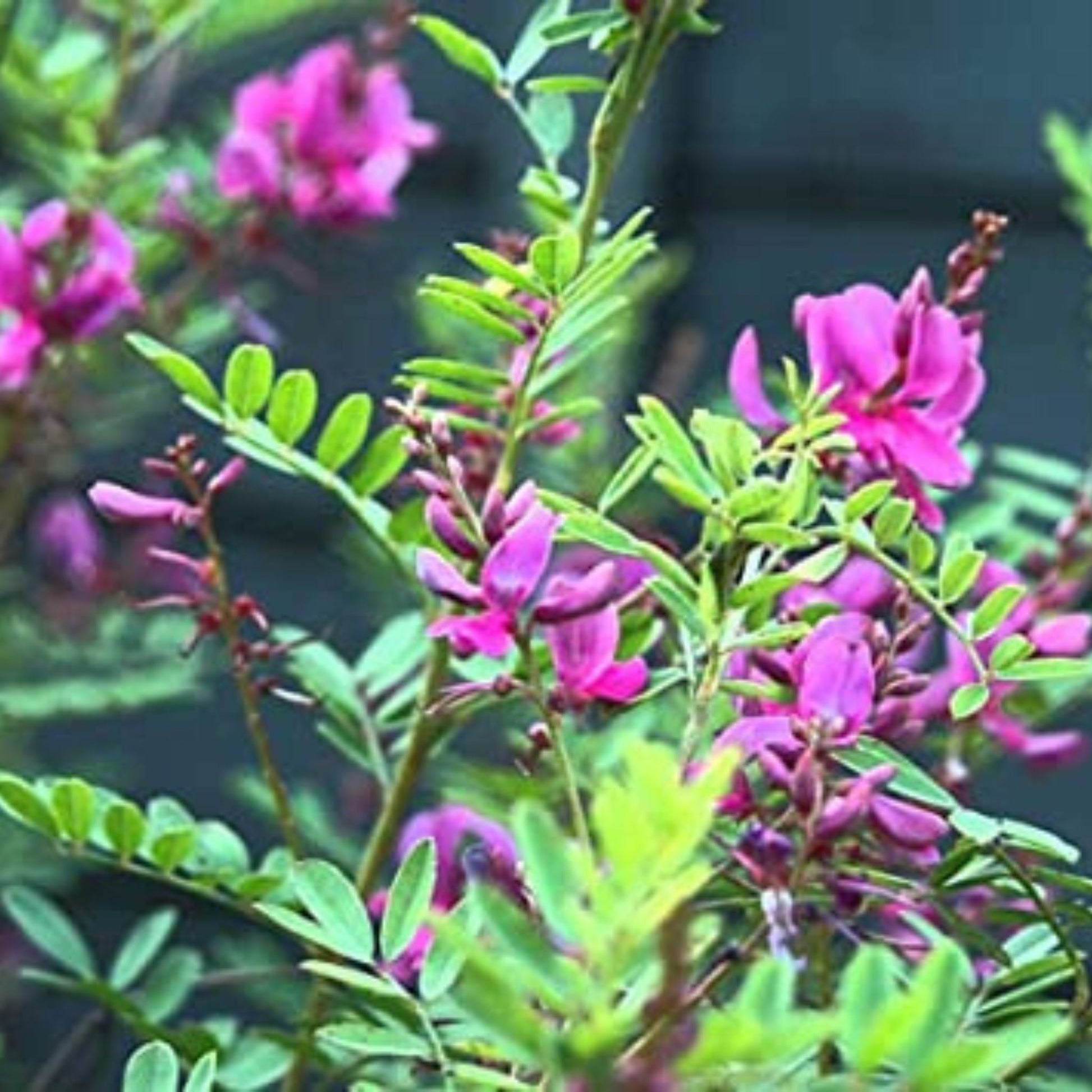 avuri plant seed Organic Neela Amari/ Avuri Seeds