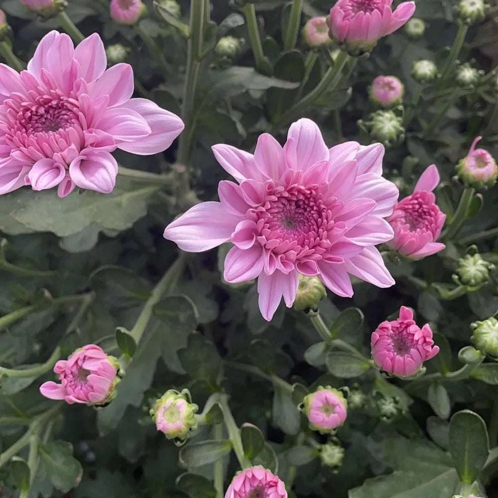Dwarf Light Pink Chrysanthemum Flowering Live Plant - Pot with Flowers
