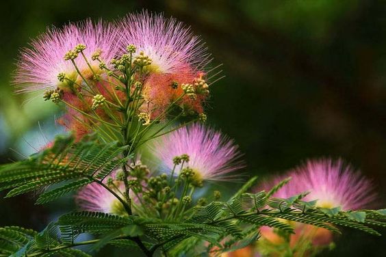 Calliandra Pink & White (Calliandra Surinamensis) All Time Flowering Live Plant