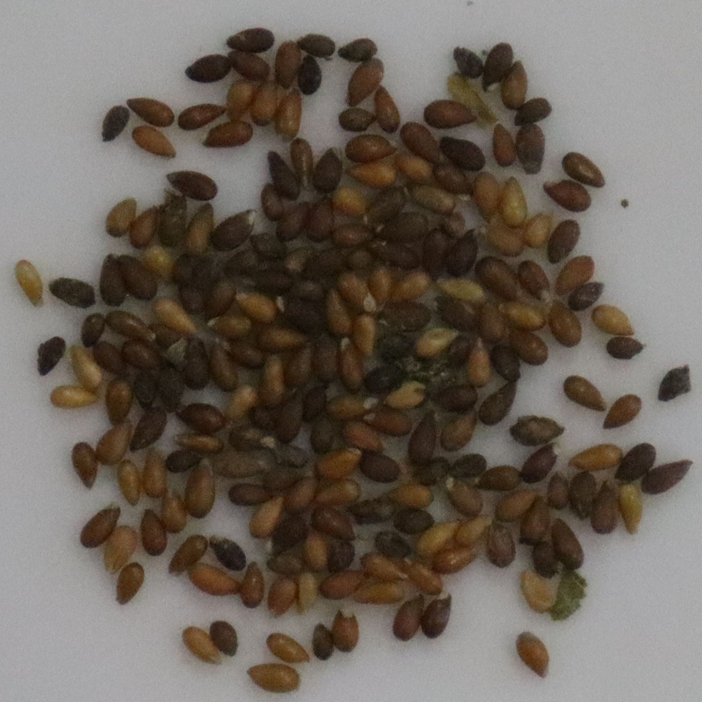 Pansy Bedding Mix Seeds